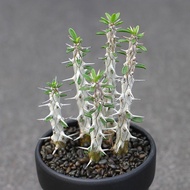 [Fast Shipping] Yalongmu Hell Magic Needle Madagascaron Tree Branch Cactus Cactus Pillar Green Plant
