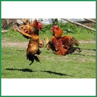 ➸ ⚖ ◎ gloves ng manok 4pcs pairs