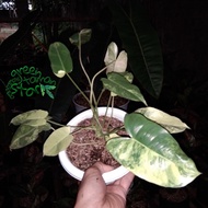 tanaman hias philodendron burle marx pohon