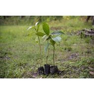 Tree Planting with APE Malaysia (3 Trees)