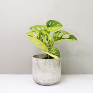 Nurseriedora~ monstera adansonii aurea rare plants