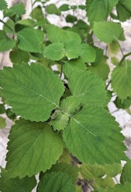 防風草 有機中草藥 清熱解毒/驅風解表/治皮膚濕疹/止癢