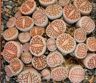 10 เมล็ด ไลทอป กระบองเพชร ไม้อวบน้ำ กุหลาบหิน แคคตัส Living Stones Lithops สายพันธุ์ julii C064