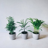 貓咪友善套裝 袖珍椰子 細葉棕櫚 黃椰子 水泥盆