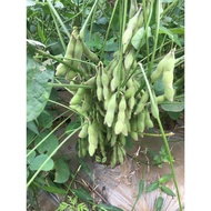 Benih Kacang Bulu terengganu(edamame) [100g 240-260biji]