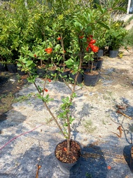 cây lựu đỏ ấn độ