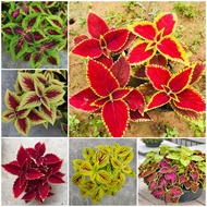 [Fast Germination] 100pcs Coleus Mayana Seeds Varieties Gardening Flower Seeds Easy To Grow Philippines Indoor and Outdoor Plants Potted Live Plants Air Plant Rare Mayana Plants for Sale Bonsai Seeds for Planting Flowers Garden Decoration [Fast Delivery]