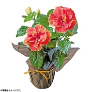 母の日ロングライフハイビスカス「アポロダブル」（母25-220）