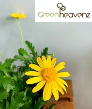 GHZ - Live Plant Euryops pectinatus Viridis Pokok Hiasan Pokok Hidup 银叶金木菊 梳黄菊