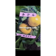 SG SELLER, SWEET CITRUS FRUIT TREE/LIVE PLANT 🍊🪴