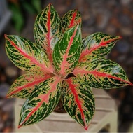 Terlaris Aglonema Buterfly (Tanaman Hias Aglaonema Butterfly) -