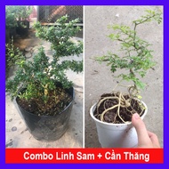 Combo linh sam cần thăng + tặng phân bón ( 2 bịch) Combo 2 cây bonsai Mini tiết kiệm đem lại thịnh v
