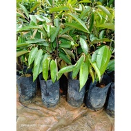 ANAK BENIH DURIAN D24