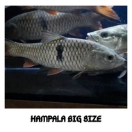 Hiasan Aquarium Ikan Hampala Ikan Predator Ikan Hias Tankmate