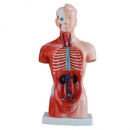 NKHC  Anatomy model: NK- 203 หุ่นจำลองมนุษย์ครึ่งแสดงอวัยวะภายใน ขนาด 26 เซนติเมตร ถอดประกอบได้ 15 ช