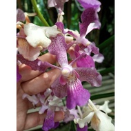 Orkid Tulang wangi - without flower