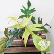 Philodendron Florida Ghost Mint IOB