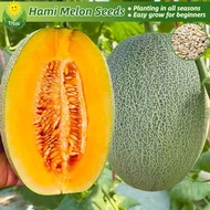 100% Legit Fresh Hami Melon Seeds Fruit Seeds for Planting (70 Seed) Sweet Cantaloupe Melon Seeds Bo