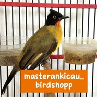 burung kutilang emas bahan rawatan voer total aman