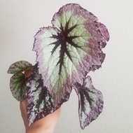 Bunga Begonia - Begonia Rex Retro - Daun Begonia Retro - Begonia Rex