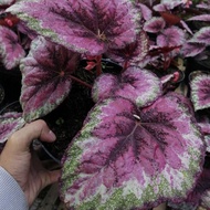 tanaman begonia red rex pink