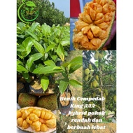 Cempedak King/ Cempedak Champion / Pokok Cempedak King /Pokok Cempedak AAA