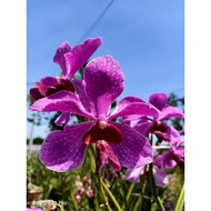 Orkid tulang Purple Bunga Besar 3 Keratan