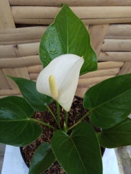 anthurium bunga putih