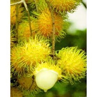 POKOK RAMBUTAN GADING HYBRID