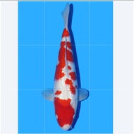 Ikan koi Kohaku Import Maruyama 40cm