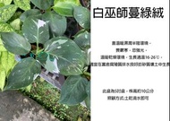 心栽花坊-白巫師蔓綠絨/5吋/觀葉植物/室內植物/綠化植物/售價360特價300