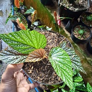 Tanaman Hias Bunga Begonia Rex Silver / Begonia Wing Silver 3-7 Daun