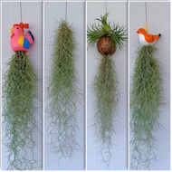 Air Plant &amp; Spanish Miss Tillansia Ionantha Airplant Real Live Plant Pokok Janggut Adam 空气植物