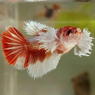 FEMALE HALFMOON DUMBO EAR RED MULTICOLOR