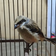 Burung pentet sembur trotol jantan