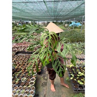 Monstera Esqueleto climbing plant pot, size 30-40cm, 5-6 leaves