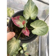 Keladi Shycool Caladium Shycool Thai Rare