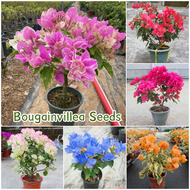 [Easy to grow in Philippines] Fresh Bougainvillea Seeds for Planting Flowers (Mixed Color 70 Seed) Bonsai Flower Seeds for Gardening Flowering Plants Seeds for Garden Ornamental Potted Bougainvillea Live Plant Indoor Plants Real Plants buto ng bulaklak