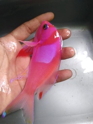 Anthias Pink KOTAK - Ikan Hias Aquarium Laut