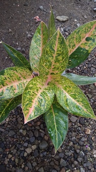 aglaonema big roy