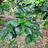 Fresh Grapefruit Leaves for Home Garden Without Chemicals (slightly ugly but clean)