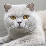 kucing british shorthair betina