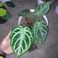 anthurium kuping gajah mangkok dorayaki silver tanaman