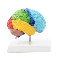 Right Hemisphere of Brain Human Body Model 1:1 for Student Teaching Study Assembling Model