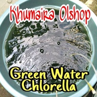 Pure Chlorella Starter For Water Flea Food, daphnia magna