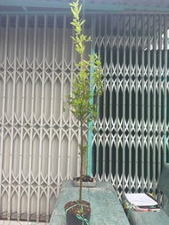 Cây giống lựu đỏ ấn độ trồng chậu bao trái