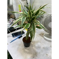 H2O - Dracaena batik live plant