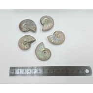 ~~ star~Colorful Spotted Ammonite (Madagascar)~500~Ammonite Fossil~Random Shipment~