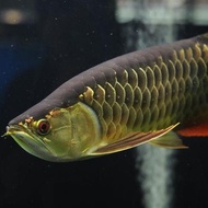 ikan raja/ikan sultan/ikan Arwana Golden Red/ikan Indonesia/ukuran 35cm