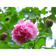 #Hibiscus mutabilis flower seeds 20pcs#Biji benih bunga Hibiscus mutabilis 20pcs#芙蓉花种子20pcs